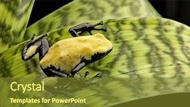  Presentation with tropical rainforest - Beautiful PPT layouts featuring rainforest animal exotic tropical amphibian backdrop and a tawny brown colored foreground