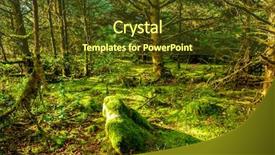  Presentation with rainforest - Slide set enhanced with rainforest-at-cape-disappointment-washington background and a tawny brown colored foreground