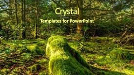  Presentation with rainforest - Cool new PPT theme with rainforest-at-cape-disappointment-washington backdrop and a tawny brown colored foreground