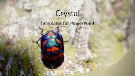  Presentation with rainforest - Audience pleasing slide deck consisting of arthropod closeup view - rainforest bug 1 backdrop and a soft green colored foreground