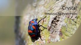  Presentation with rainforest - Slide deck with arthropod closeup view - rainforest bug 2 background and a mint green colored foreground