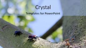  Presentation with rainforest - Beautiful PPT layouts featuring rainforest bug 5 backdrop and a light blue colored foreground