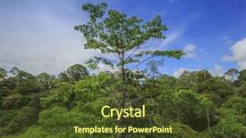  Presentation with rainforest - Colorful PPT layouts enhanced with rainforest jungle forest canopy in borneo malaysia backdrop and a tawny brown colored foreground