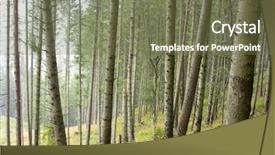  Presentation with rainforest - Audience pleasing presentation theme consisting of rainforest on a foggy day backdrop and a violet colored foreground