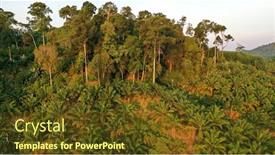  Presentation with palm plantation - PPT theme with rainforest-trees-on-edge background and a tawny brown colored foreground