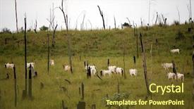  Presentation with deforestation amazon - Slides consisting of rainforest turned into a cattle background and a tawny brown colored foreground