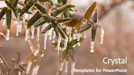  Presentation with winter storm - Theme enhanced with raining stroms - japanese honeysuckle in winter covered background and a coral colored foreground