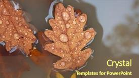  Presentation with fall leaves border autumn - Colorful presentation theme enhanced with rainy days season - autumn leaves backdrop and a tawny brown colored foreground