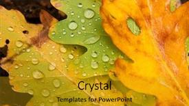  Presentation with autumn leaves - Slides consisting of rainy days season - fallen autumn leaves with raindrops background and a gold colored foreground