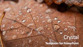  Presentation with fall leaves border - PPT layouts consisting of rainy days season - fallen leaves covered with raindrops background and a tawny brown colored foreground
