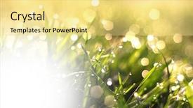  Presentation with dew - Presentation theme having rainy days season - fresh morning dew on spring background and a yellow colored foreground