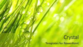  Presentation with rainy days season - Beautiful theme featuring rainy days season - fresh morning dew on spring backdrop and a yellow colored foreground