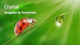  Presentation with rainy days season - Amazing slide deck having rainy days season - funny picture from nature little backdrop and a tawny brown colored foreground