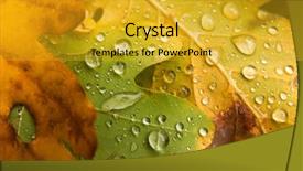  Presentation with rainy days season - Colorful slides enhanced with rainy days season - raindrops on fallen autumn leaves backdrop and a gold colored foreground