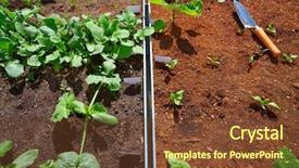  Presentation with lettuce in the vegetable garden - Slides featuring raised bed orchard urban garden background and a tawny brown colored foreground