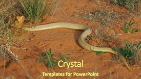  Presentation with kalahari - Cool new slide deck with raised dead - aggressive cape cobra naja nivea backdrop and a  colored foreground