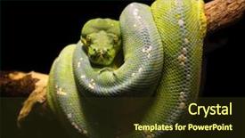  Presentation with animal - Beautiful presentation theme featuring raised dead - fine close up image backdrop and a tawny brown colored foreground