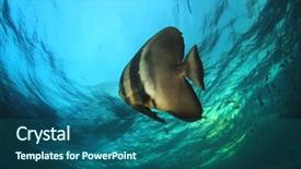  Presentation with underwater - Slide deck enhanced with raja ampat - circular spadefish batfish underwater fish background and a  colored foreground
