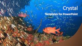  Presentation with raja ampat - PPT theme with raja ampat - coral reef and red soldierfish background and a  colored foreground
