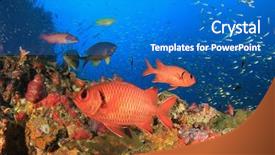  Presentation with raja ampat - Beautiful PPT theme featuring raja ampat - coral reef and red soldierfish backdrop and a  colored foreground
