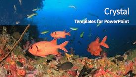  Presentation with raja ampat - Amazing slide set having raja ampat - coral reef and red soldierfish backdrop and a  colored foreground