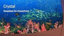  Presentation with tropical reef fish - Amazing presentation design having raja ampat - coral reef underwater and tropical backdrop and a  colored foreground