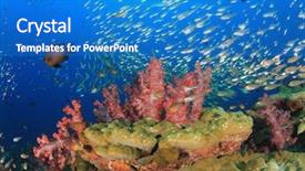  Presentation with tropical reef fish - Slide set featuring raja ampat - coral reef underwater and tropical background and a  colored foreground
