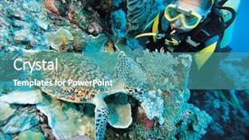  Presentation with raja ampat - Amazing presentation having raja ampat - diver with juvenile sea turtle backdrop and a teal colored foreground