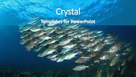  Presentation with tuna fish underwater in ocean - Slide deck enhanced with raja ampat - fish in ocean snapper fish background and a  colored foreground