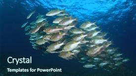  Presentation with tuna fish underwater in ocean - Amazing PPT theme having raja ampat - fish in ocean snapper fish backdrop and a  colored foreground