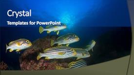  Presentation with small large comparison fish - PPT layouts having raja ampat - fish on coral reef oriental background and a dark gray colored foreground
