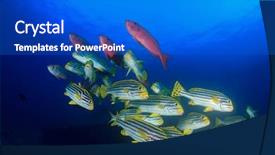  Presentation with quality of fish feeds - Audience pleasing slide deck consisting of raja ampat - fish on coral reef oriental backdrop and a cobalt blue colored foreground