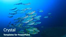  Presentation with coral reef - Theme having raja ampat - fish on coral reef oriental background and a ocean colored foreground