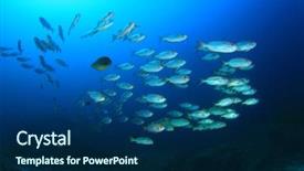  Presentation with raja ampat - Audience pleasing PPT layouts consisting of raja ampat - fish on coral reef oriental backdrop and a navy blue colored foreground