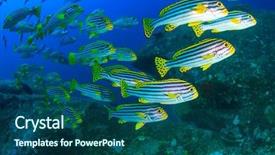  Presentation with raja ampat - Slide deck featuring raja ampat - fish on coral reef oriental background and a ocean colored foreground