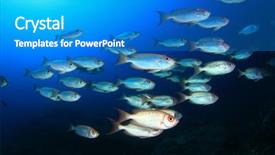  Presentation with small large comparison fish - Cool new theme with raja ampat - fish on coral reef oriental backdrop and a teal colored foreground