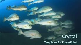  Presentation with fish ocean - Amazing PPT theme having raja ampat - fish school underwater sea ocean backdrop and a  colored foreground