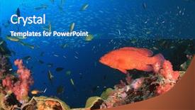  Presentation with raja ampat - Slide set with raja ampat - grouper fish coral reef underwater background and a  colored foreground