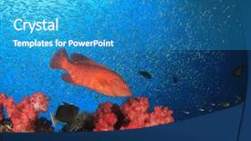  Presentation with coral reef - Slide set having raja ampat - grouper fish coral reef underwater background and a  colored foreground