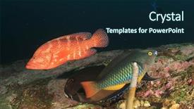  Presentation with raja ampat - Slide set featuring raja ampat - grouper fish coral reef underwater background and a  colored foreground