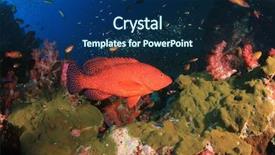  Presentation with raja ampat - Amazing presentation theme having raja ampat - grouper fish coral reef underwater backdrop and a  colored foreground