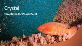  Presentation with coral reef - Beautiful slide deck featuring raja ampat - grouper fish coral reef underwater backdrop and a  colored foreground