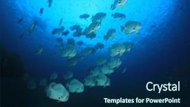  Presentation with discipline in school - Beautiful presentation theme featuring raja ampat - longfin spadefish batfish fish school backdrop and a  colored foreground