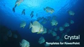  Presentation with school - PPT theme with raja ampat - longfin spadefish batfish fish school background and a navy blue colored foreground