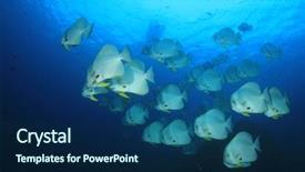  Presentation with inclusion in school - Presentation theme having raja ampat - longfin spadefish batfish fish school background and a  colored foreground
