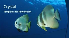  Presentation with tuna fish underwater in ocean - Colorful presentation theme enhanced with raja ampat - longfin spadefish batfish underwater fish backdrop and a  colored foreground