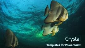  Presentation with raja ampat - Theme enhanced with raja ampat - longfin spadefish fish on coral background and a forest green colored foreground