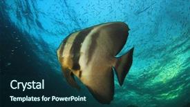  Presentation with reef tank marine aquarium blue - Slide deck consisting of raja ampat - longfin spadefish fish on coral background and a  colored foreground