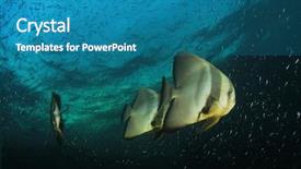  Presentation with tropical reef fish - PPT theme enhanced with raja ampat - longfin spadefish fish on coral background and a  colored foreground