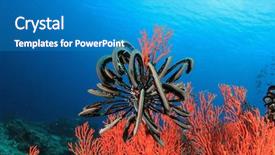  Presentation with raja ampat - Slide set featuring raja ampat - red coral and featherstar background and a teal colored foreground